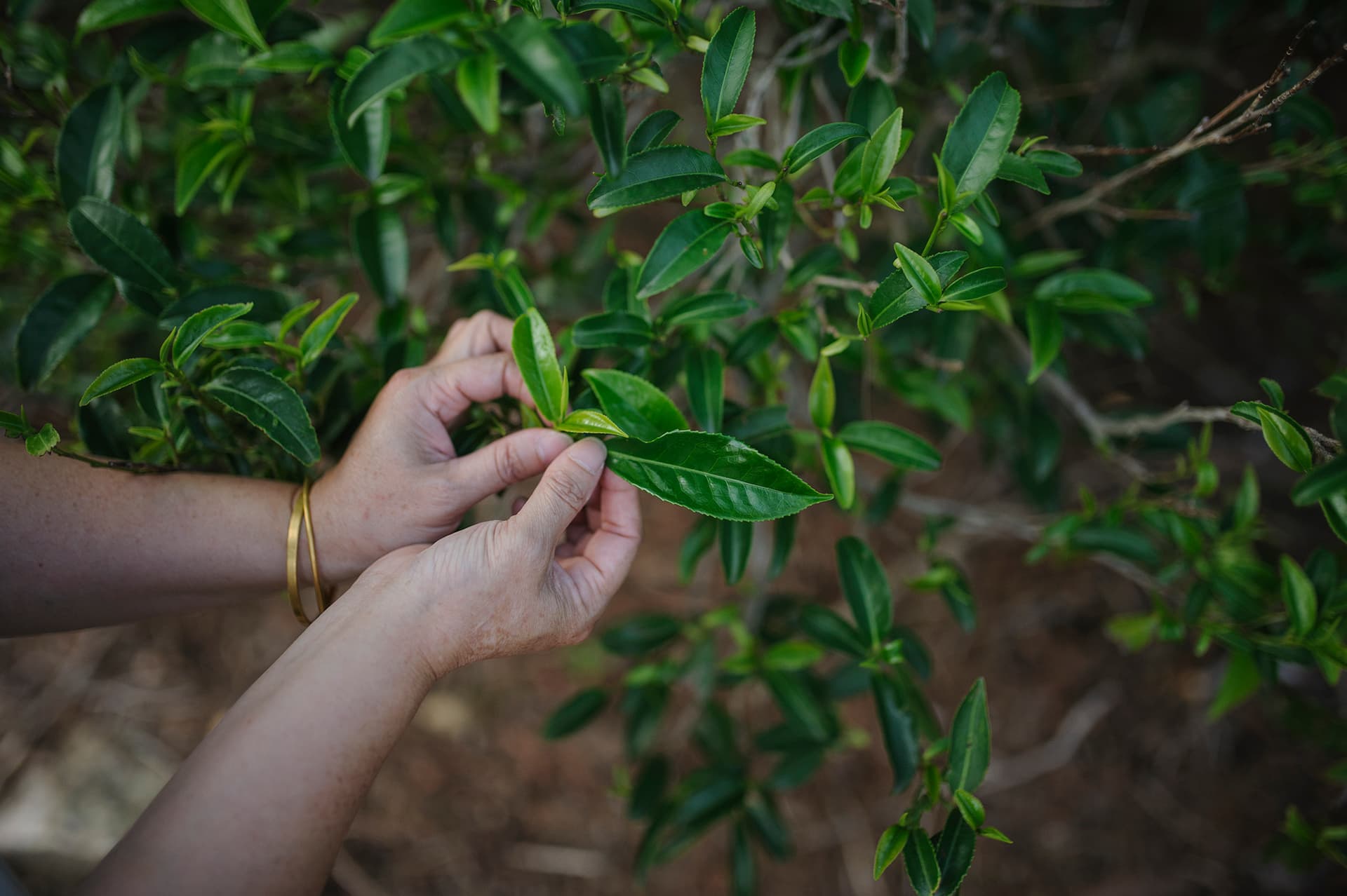 Значение термина «Дань Цун». Сорта и линии гуандунских улунов
