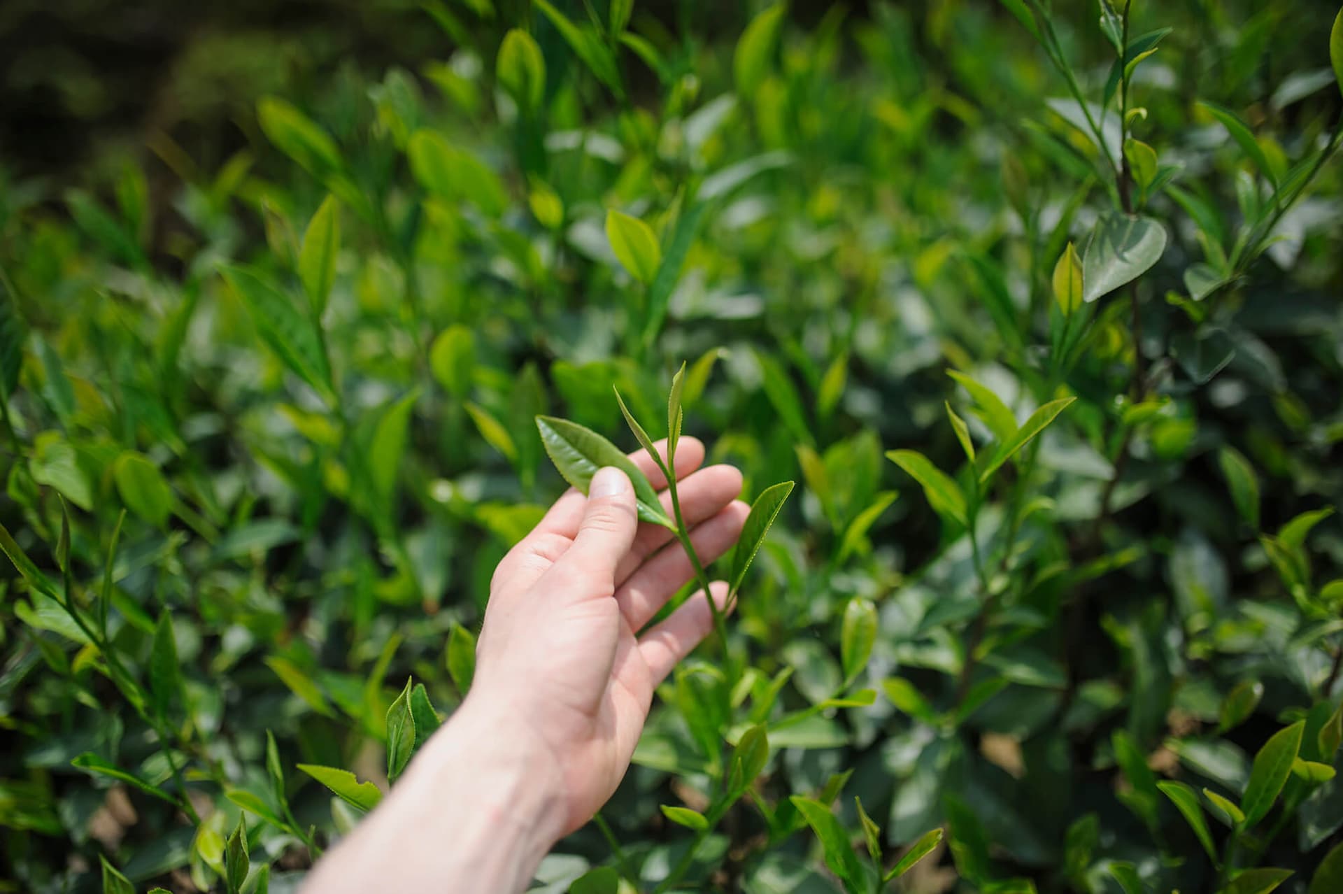 Жоу Гуй и Шуйсянь